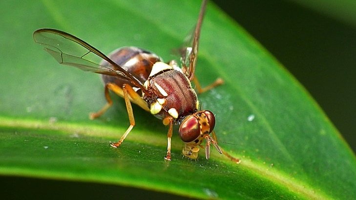 Grower calls for compulsory fruit fly traps on farms in South Australia amid new outbreaks