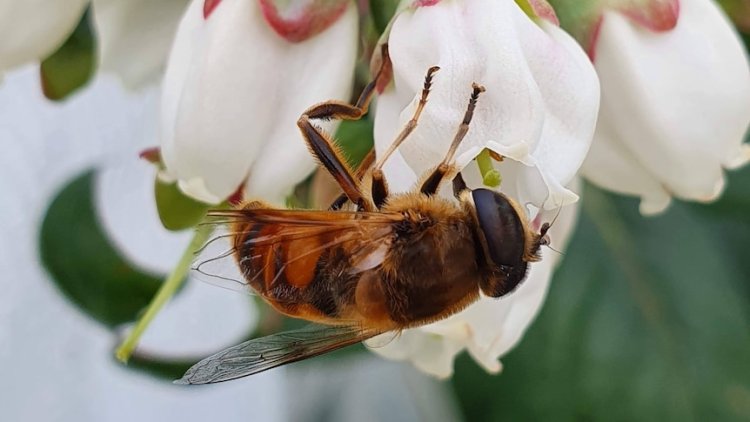Trial to send flies into varroa mite zone to replace bees and help save blueberry crops